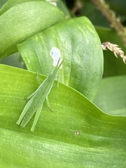 Atractomorpha lata