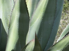 Agave scaposa