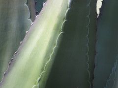 Agave scaposa