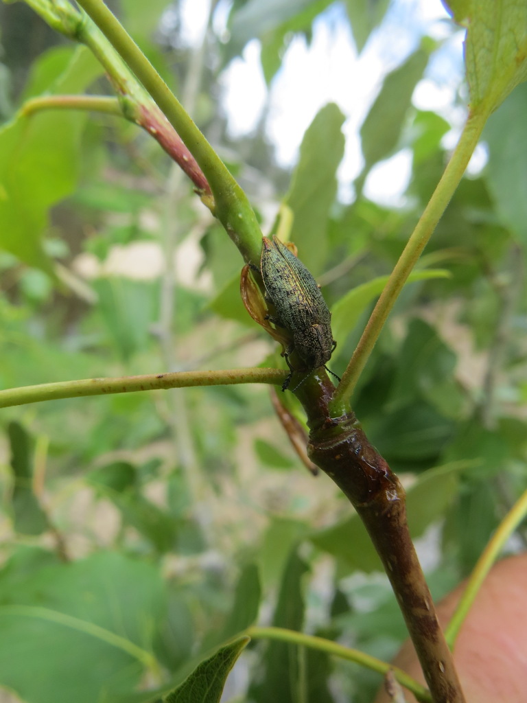 Western Poplar Buprestid
