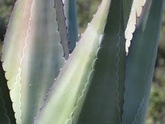 Agave scaposa