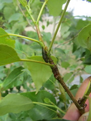 Poecilonota californica