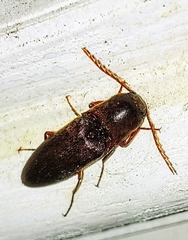 Diplostethus carolinensis