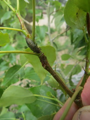 Poecilonota californica