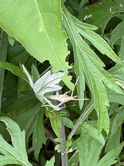 Acrida cinerea