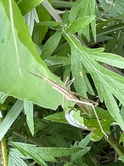 Acrida cinerea