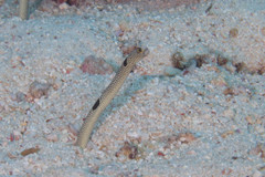 Heteroconger hassi