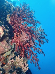 Siphonogorgia godeffroyi