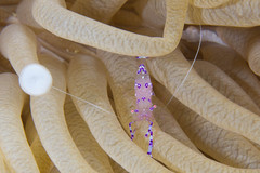 Ancylomenes sarasvati