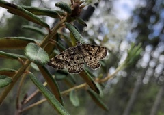 Epelis truncataria