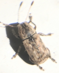Toxonotus lividus
