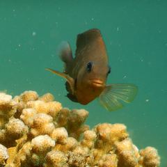 Stegastes rectifraenum