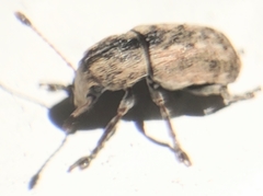 Toxonotus lividus