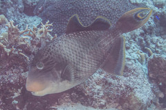 Pseudobalistes flavimarginatus