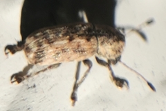 Toxonotus lividus