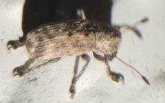 Toxonotus lividus
