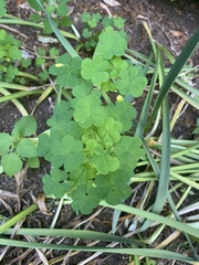 Oxalis