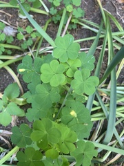 Oxalis