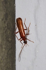Dendroides ephemeroides
