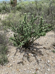 Jatropha neopauciflora