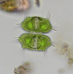 Xanthidium antilopaeum