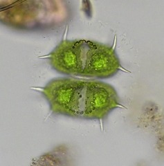 Xanthidium antilopaeum