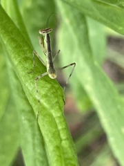 Hierodula patellifera patellifera