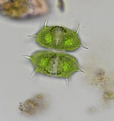 Xanthidium antilopaeum