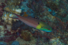 Thalassoma amblycephalus