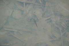 Hoplobatrachus chinensis