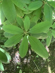 Rhododendron