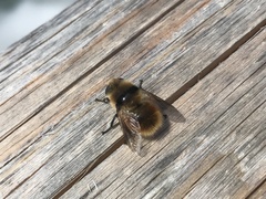 Cephenemyia stimulator