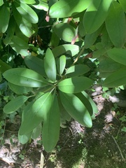 Rhododendron