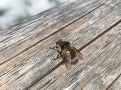 Cephenemyia stimulator