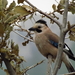 Black-capped Jay - Photo (c) SuperJew, some rights reserved (CC BY-SA)