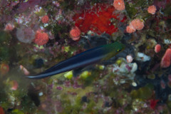 Pseudochromis bitaeniatus