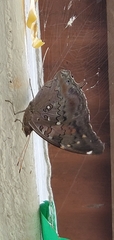 Historis acheronta