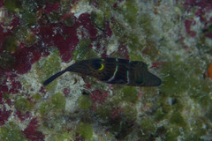 Canthigaster ocellicincta