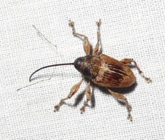 Curculio proboscideus