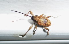 Curculio proboscideus