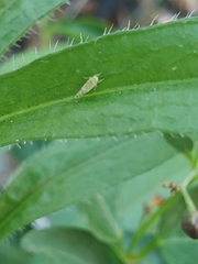 Eupteryx decemnotata