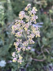 Thalictrum simplex