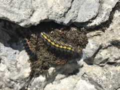 Setina irrorella