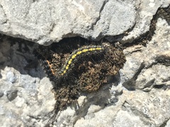 Setina irrorella
