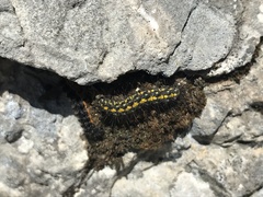 Setina irrorella