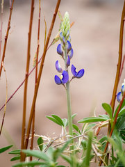 Lupinus havardii