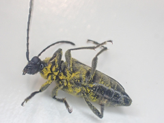 Toxoleptura vexatrix