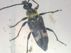 Toxoleptura vexatrix