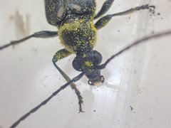 Toxoleptura vexatrix