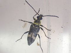 Toxoleptura vexatrix